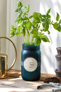 Garden Jar Grow Kit Basil