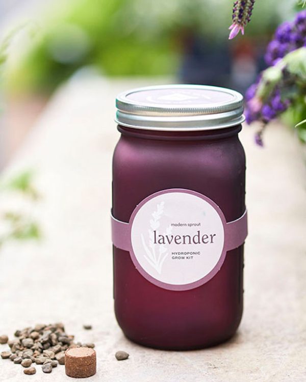 Modern Sprout Lavender Garden Jar Grow Kit