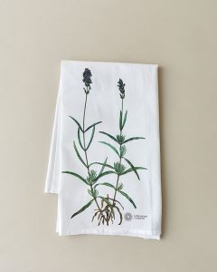 Longwood Gardens Lavender Tea Towel