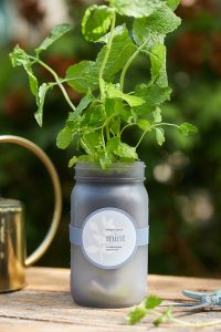 Mint Grown Jar