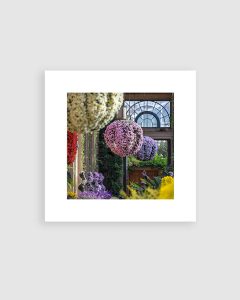 8x8 Chrysanthemums Print