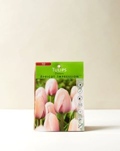 Tulips Darwin Apricot Impression