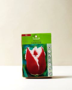 Tulip Fringed Canasta
