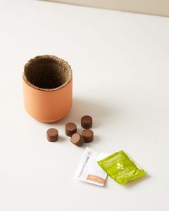 Cosmo Peppermint Seed Sprouting Kit