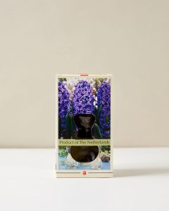Hyacinth Blue Grow Kit