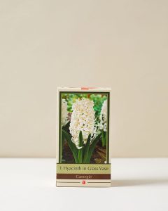 Hyacinth Carnegie Grow Kit