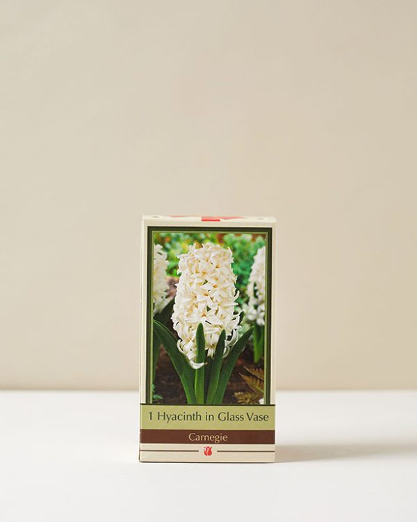 Hyacinth Carnegie Grow Kit