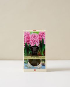 Hyacinth Grow Kit