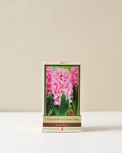 Hyacinth Pink Pearl Grow Kit