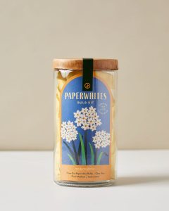 Paperwhites Bulb Kit