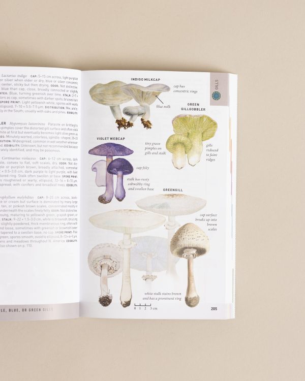 Field Guide To Mushrooms (4)